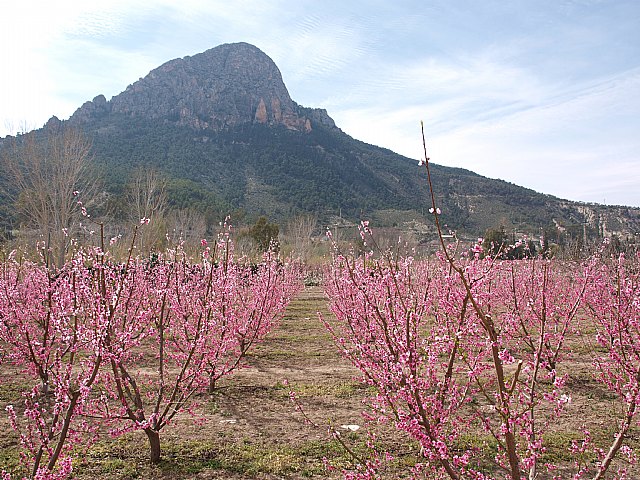 Floracin de Cieza -  El Caico - 20